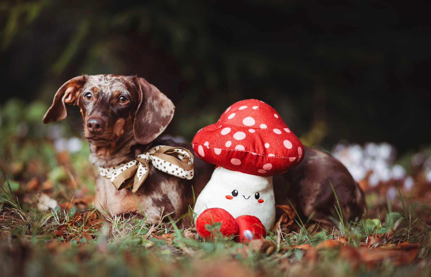 Manon Knasko Photographies